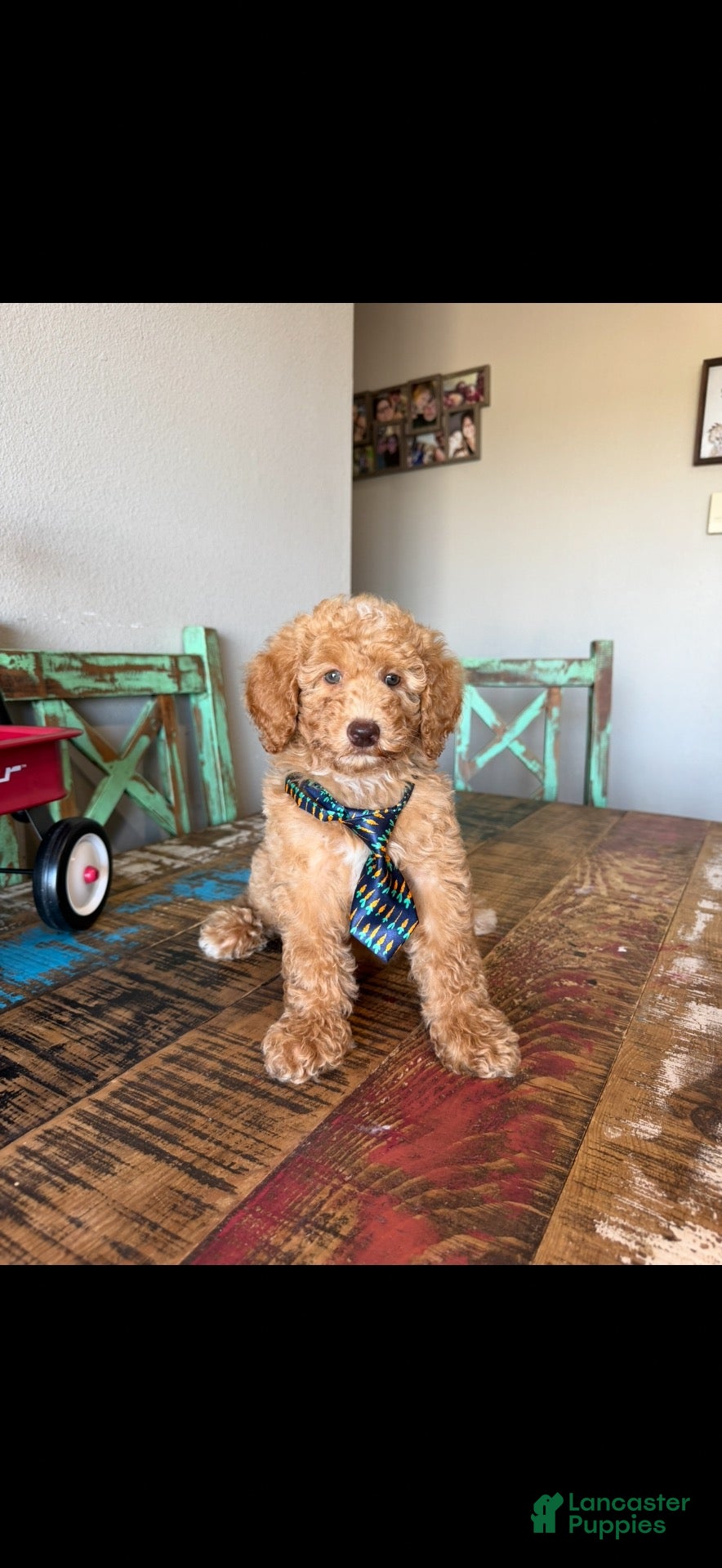 Miniature Poodle dogs Meet Ollie! Akc Clear 🧬 At/At Ky/Ky b/b e/e N/S - Ad 2