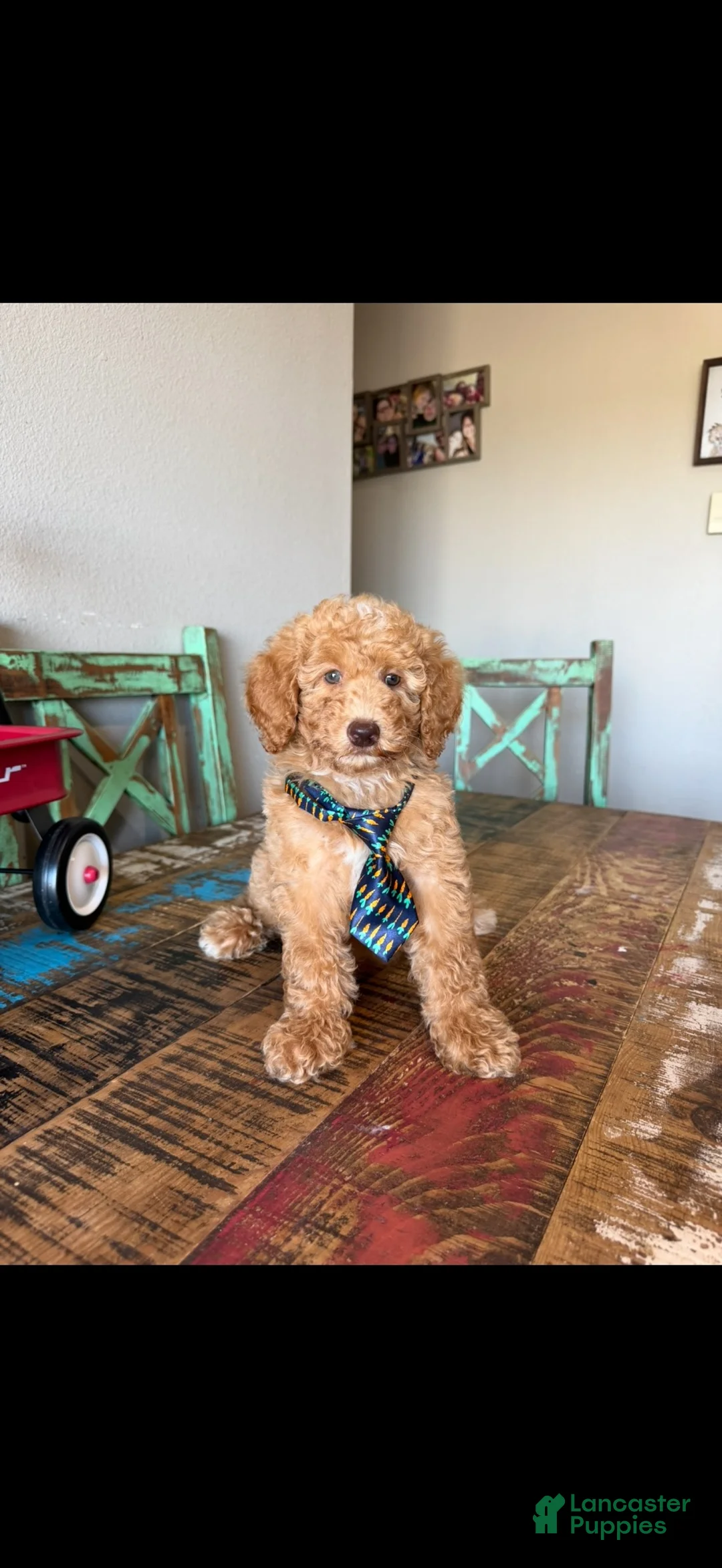 Miniature Poodle dogs for sale: Meet Ollie! Akc Clear 🧬 At/At Ky/Ky b/b e/e N/S - Ad 2
