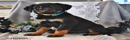 Rottweiler dogs for sale: Paddy - Ad 1