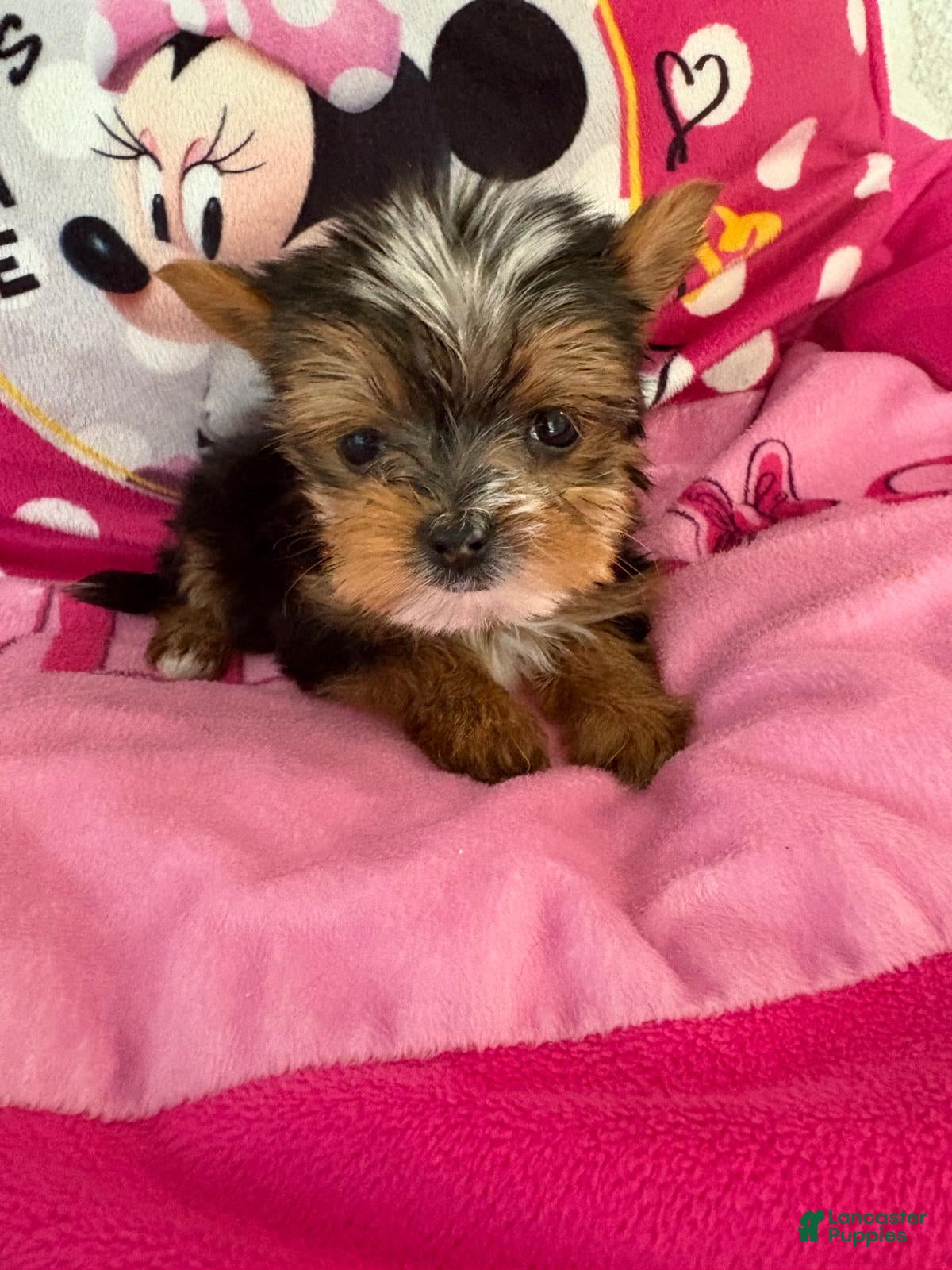 Yorkshire Terrier dogs Yorkshire Terrier Puppy 1 (Glen) - Ad 13