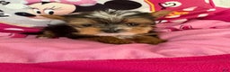 Yorkshire Terrier dogs for sale: Yorkshire Terrier Puppy 1 (Glen) - Ad 1
