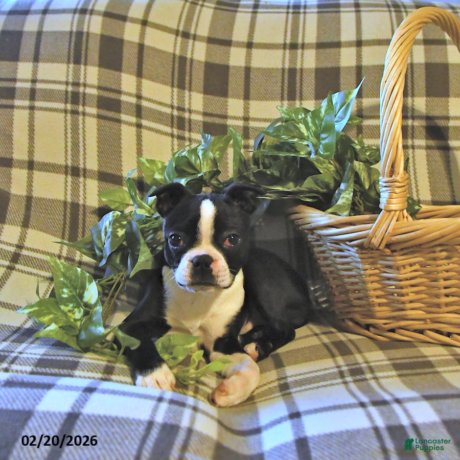 Boston Terrier dogs Tulip - Ad 1
