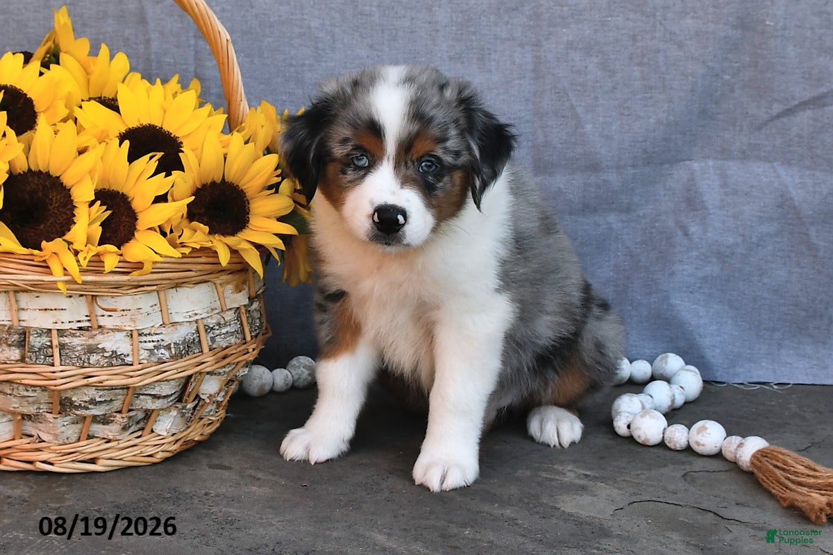 Australian Shepherd dogs Tom  - Ad 2