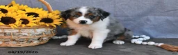 Australian Shepherd dogs for sale: Tom  - Ad 2