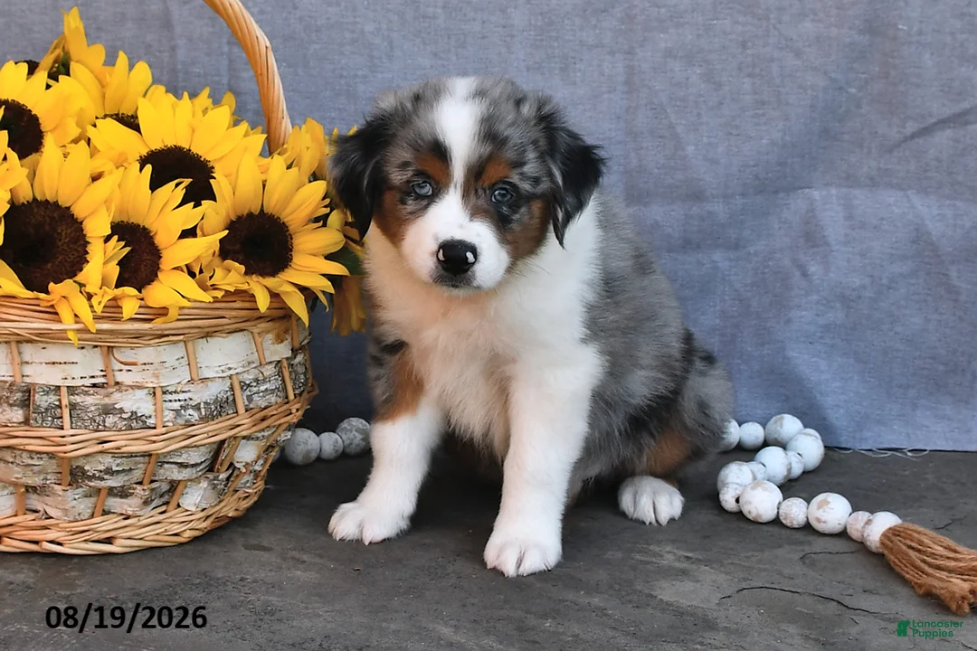 Australian Shepherd dogs for sale: Tom  - Ad 2