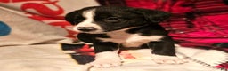 Border Collie dogs for sale: Great - Ad 9