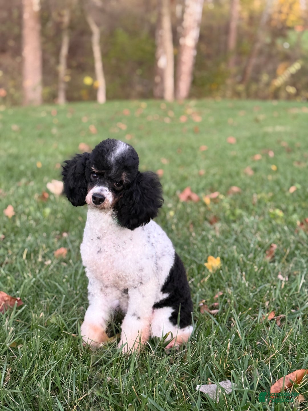 Miniature Poodle dogs for sale: Jazzy - Ad 7