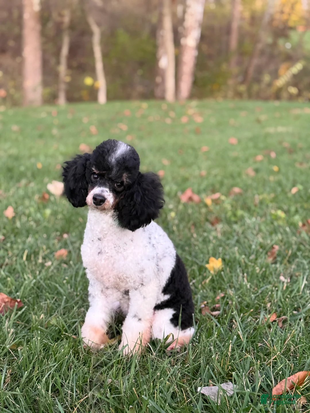 Miniature Poodle dogs for sale: Jazzy - Ad 10