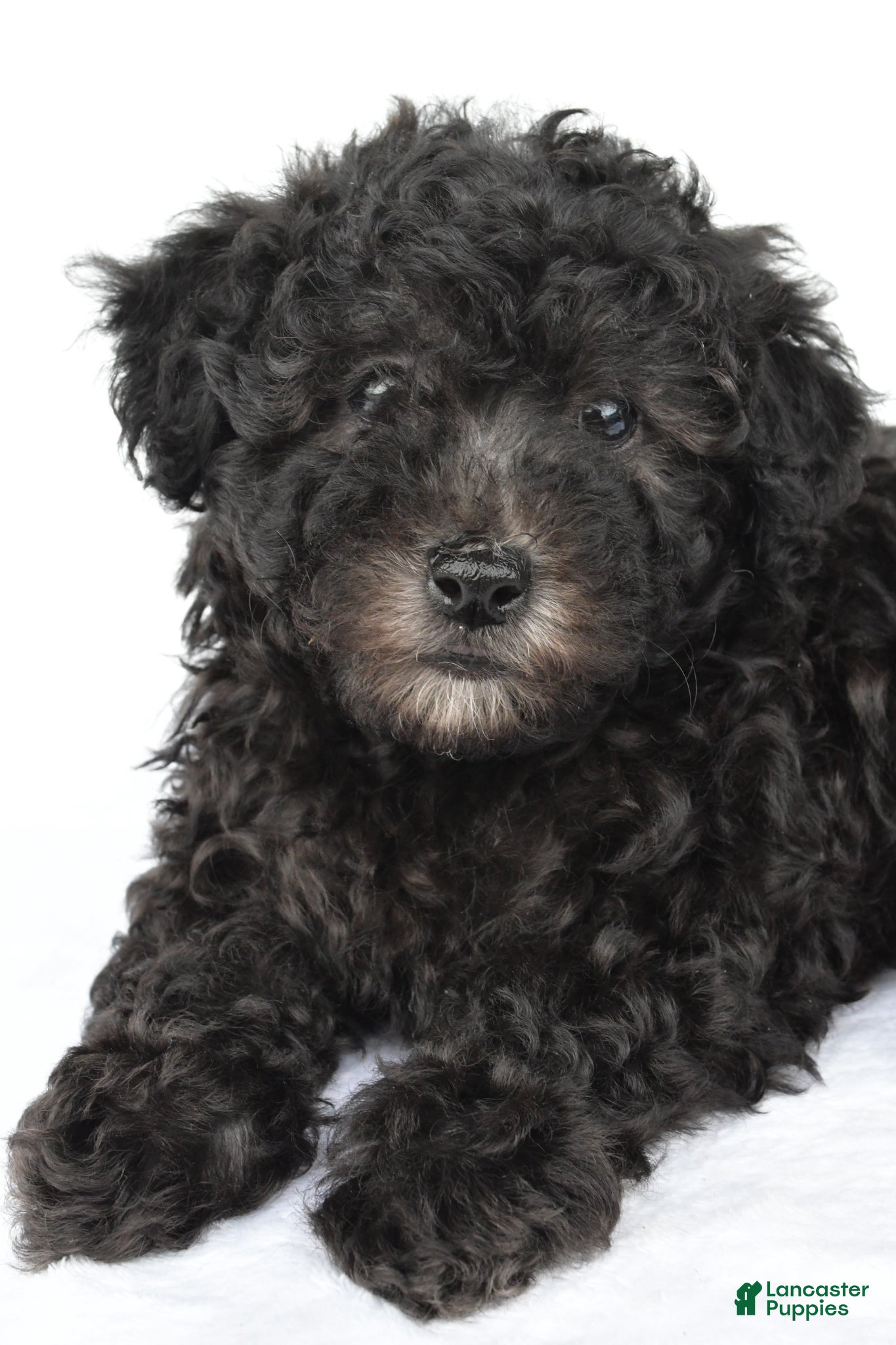 Miniature Poodle dogs Patrick  - Ad 1