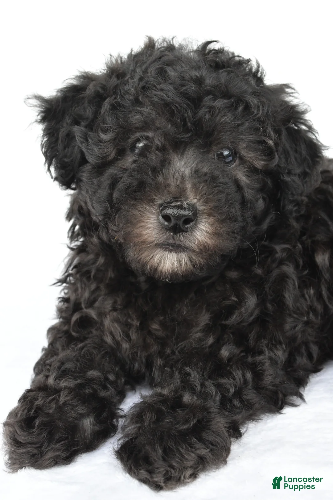Miniature Poodle dogs for sale: Patrick  - Ad 1