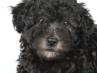 Miniature Poodle dogs for sale: Patrick - Ad 1
