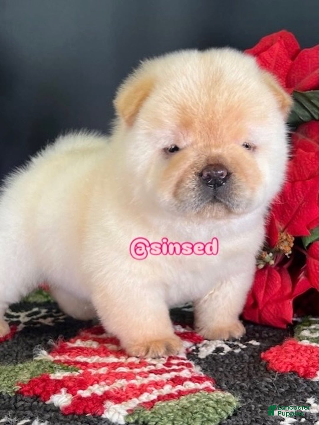 Chow Chow dogs for sale: St Nick  - Ad 6