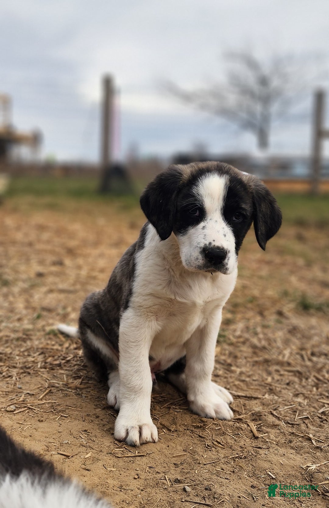 Anatolian Shepherd dogs for sale: AKC Blue 2025 M2 ASD puppy - Ad 1