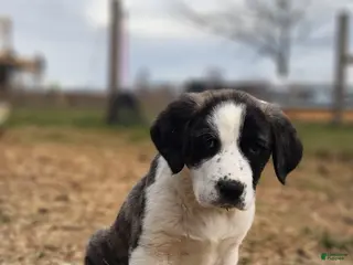 Anatolian Shepherd dogs AKC Blue 2025 M2 ASD puppy - Ad 3