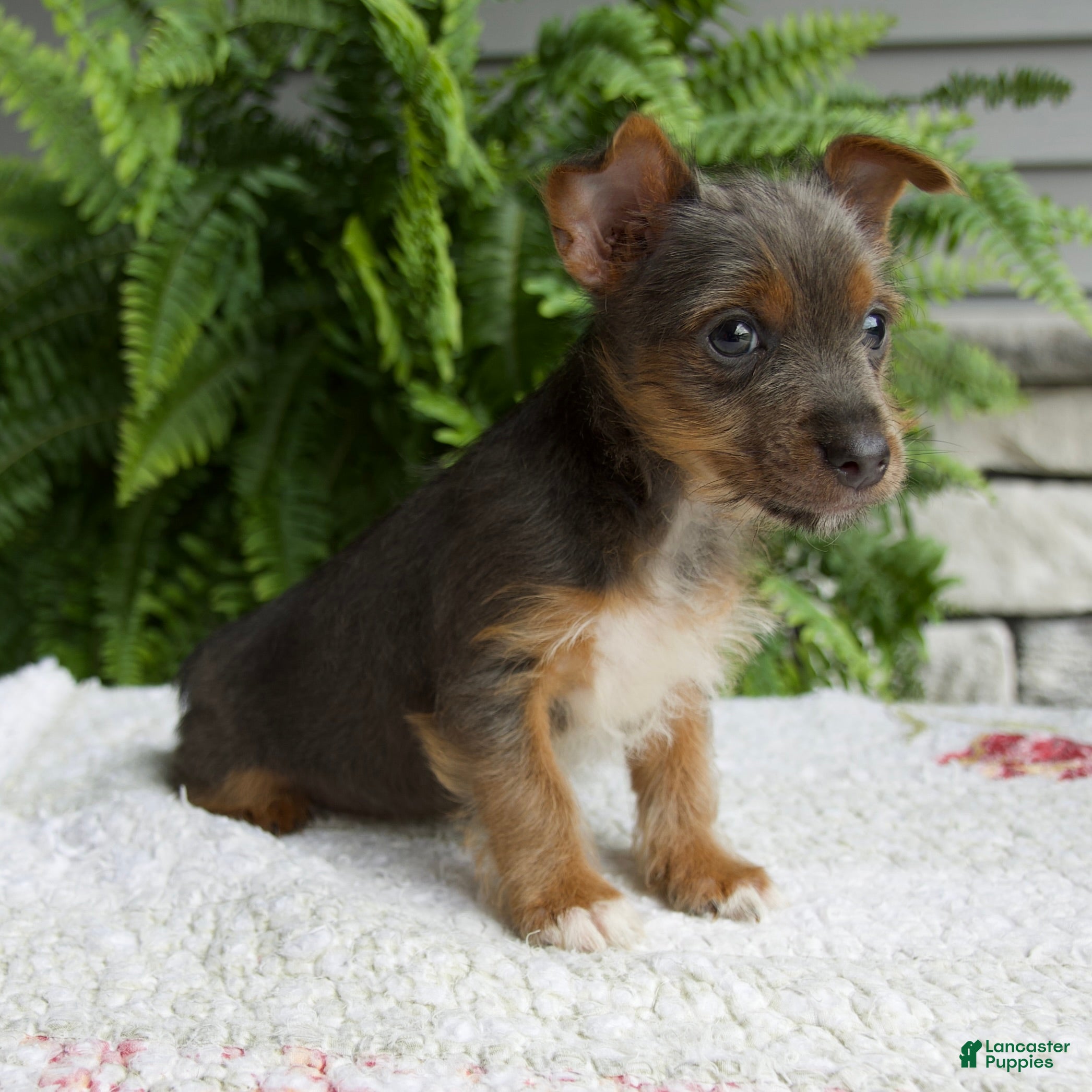Yorkshire Terrier dogs Tinker - Ad 2