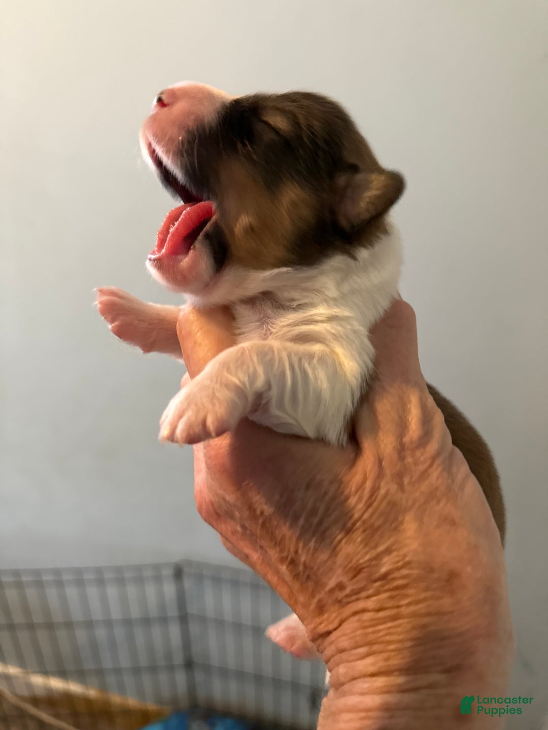 Welsh Corgi Pembroke dogs for sale: Welsh Corgi Pembroke Puppy 4 - Ad 2