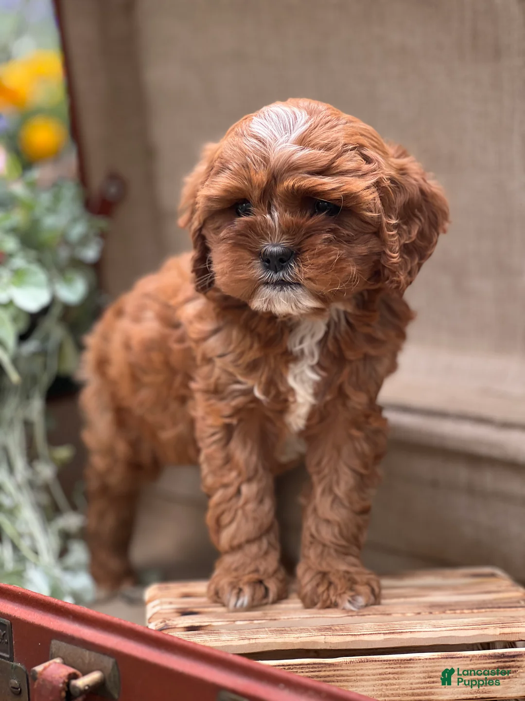 Cavapoo dogs for sale: Karl - Ad 2