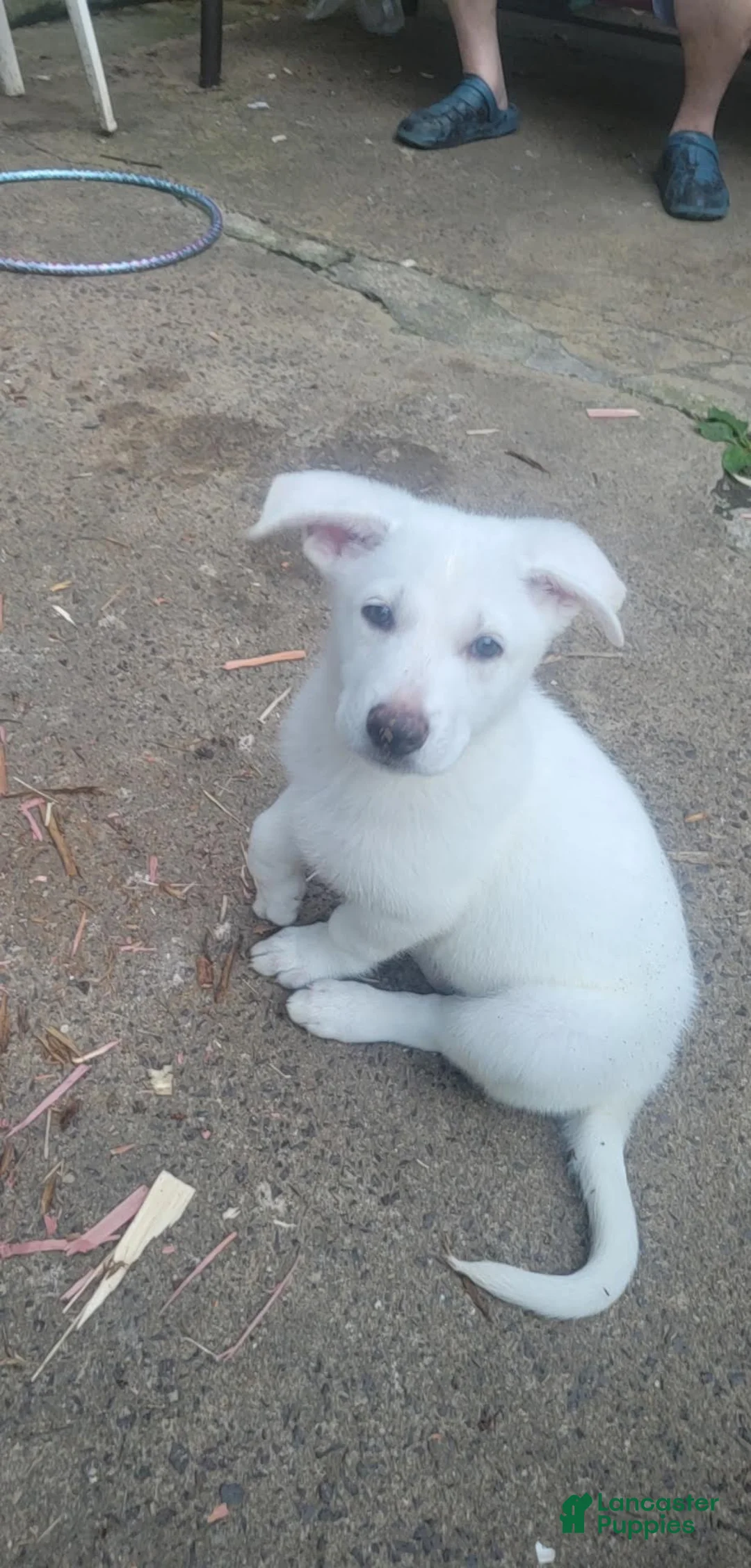 German Shepherd dogs for stud: shlyo's - Ad 2