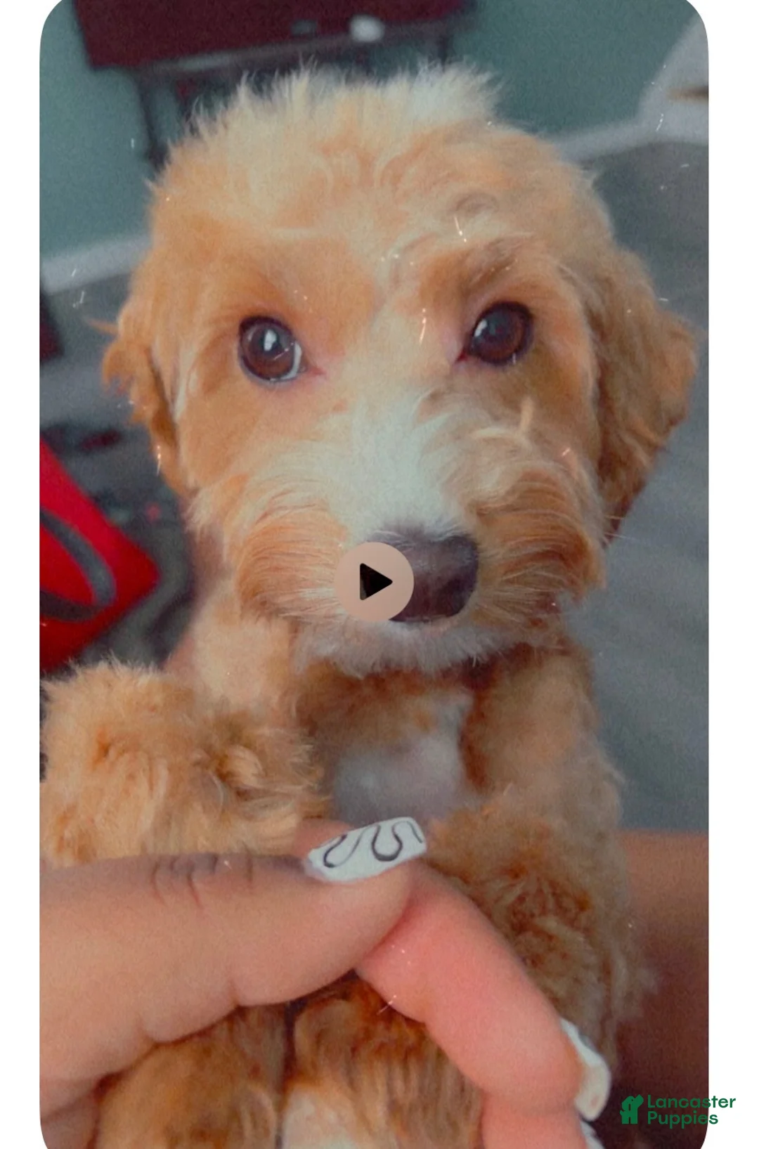 Mini Goldendoodle dogs for sale: Mini Goldendoodle 2 - Ad 2