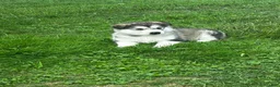 Alaskan Malamute dogs for sale: Cloud ☁️  - Ad 2