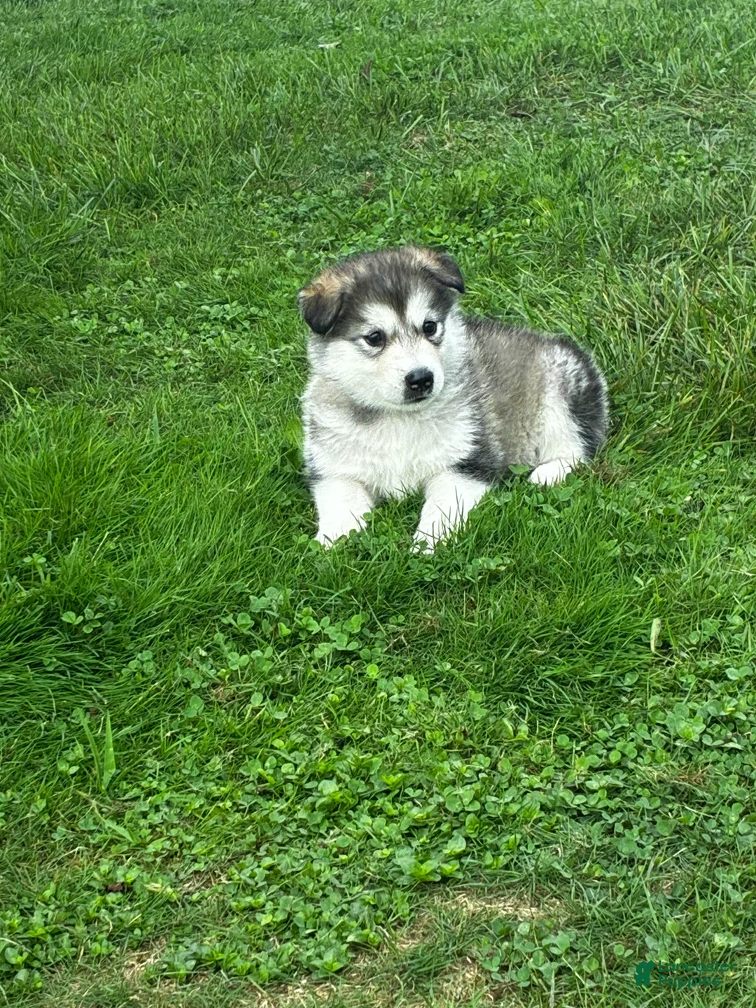 Alaskan Malamute dogs for sale: Cloud ☁️  - Ad 2