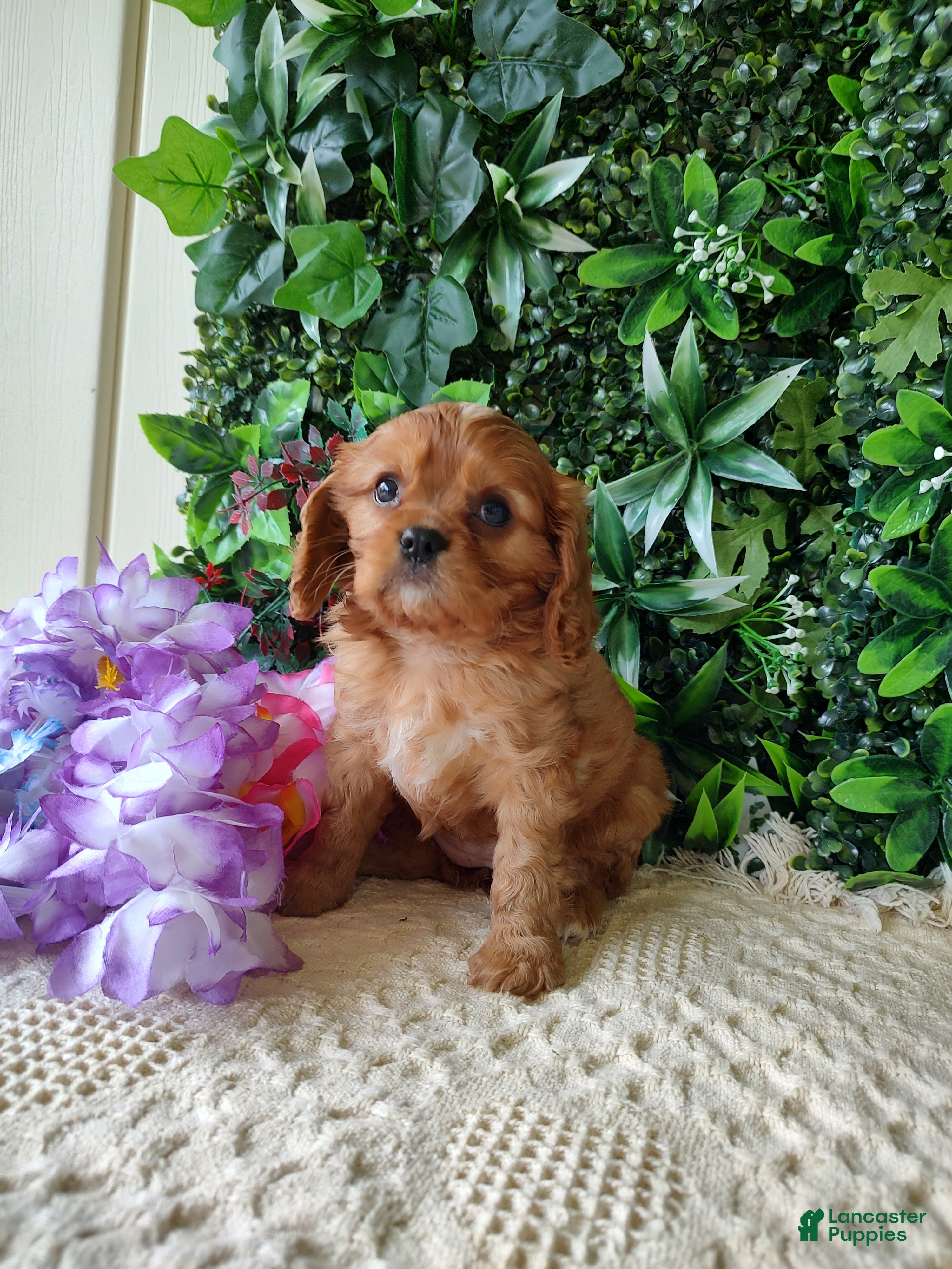 Cavalier King Charles Spaniel dogs Belle - Ad 2