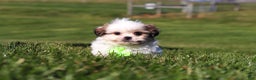 Shih Tzu dogs for sale: Hunter - Ad 3