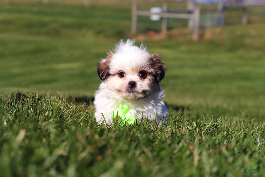 Shih Tzu dogs for sale: Hunter - Ad 3