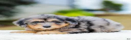 Mini Aussiedoodle dogs for sale: Fargo - Ad 5