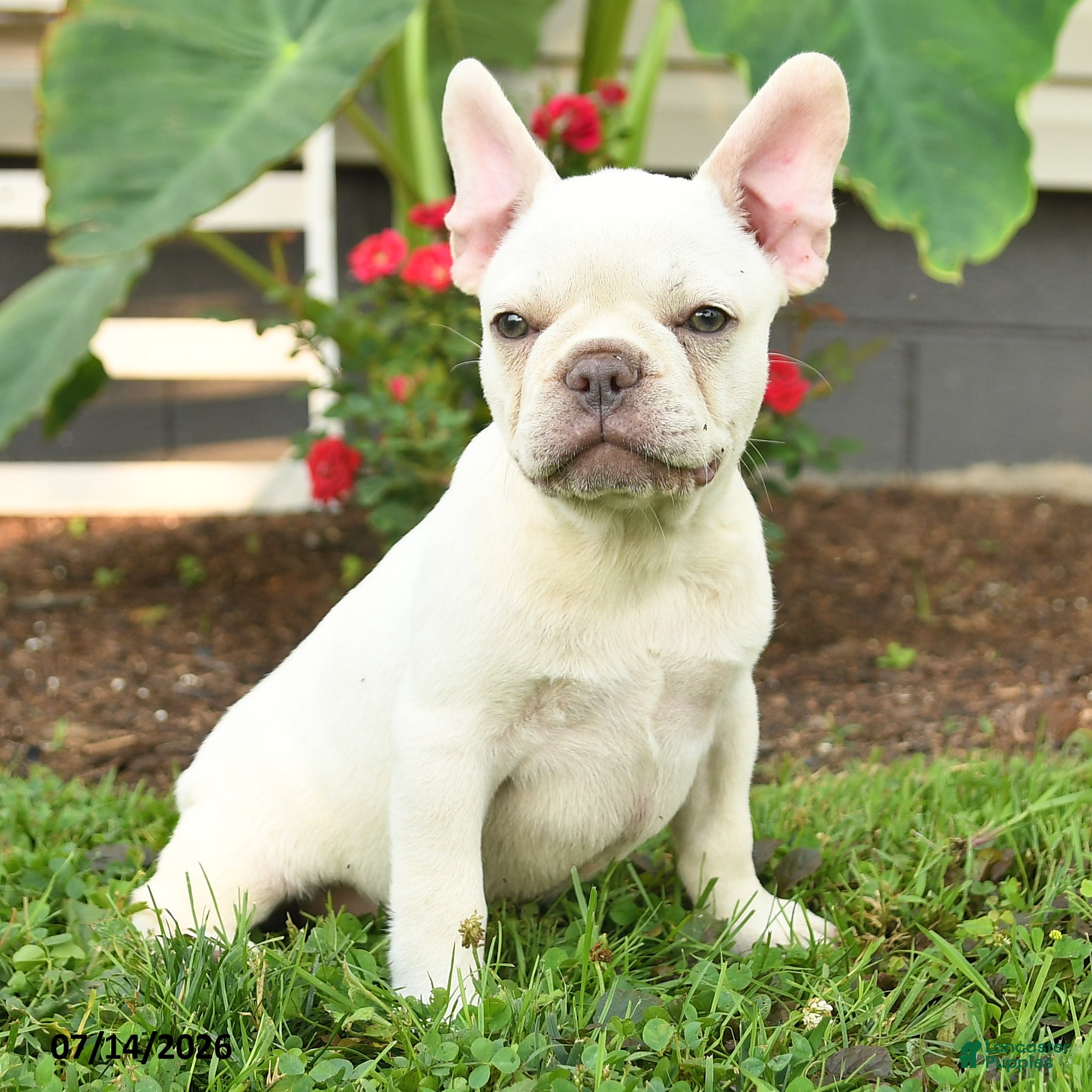 French Bulldog dogs Levi - Ad 1