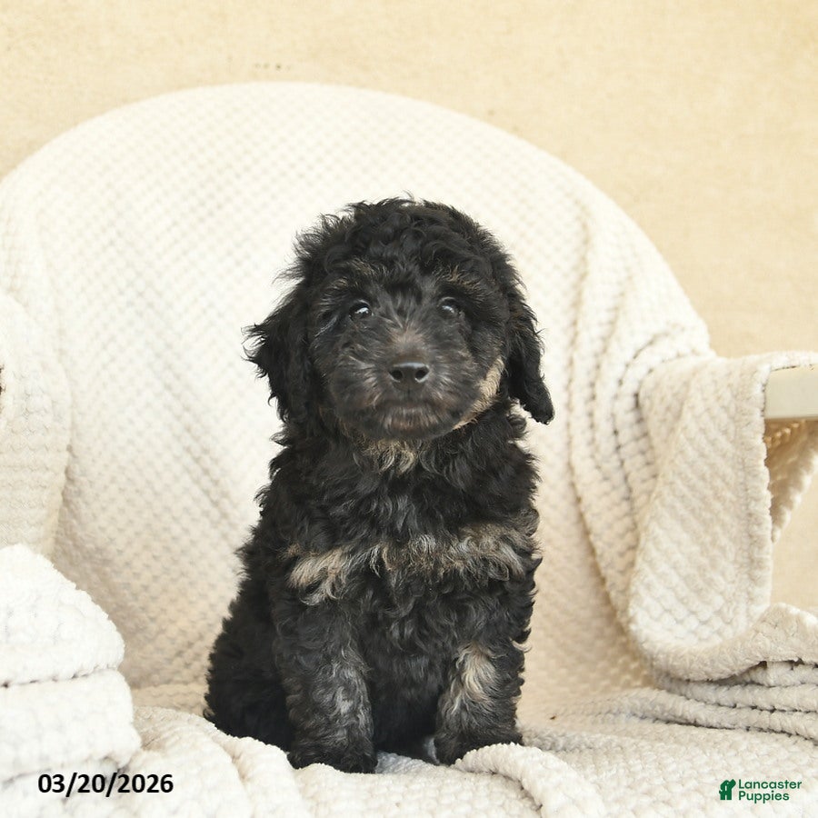 Miniature Poodle dogs Bingo - Ad 1