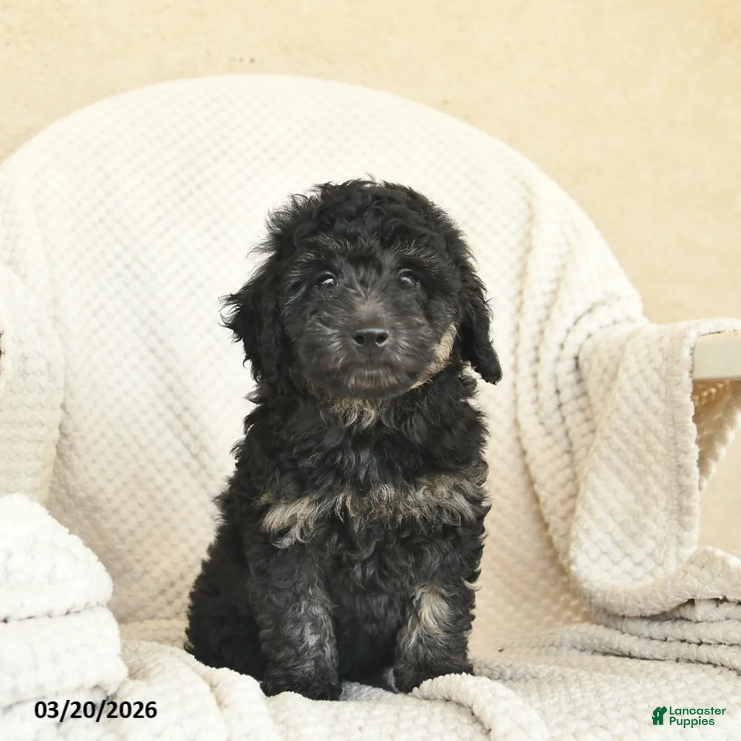 Miniature Poodle dogs for sale: Bingo - Ad 1