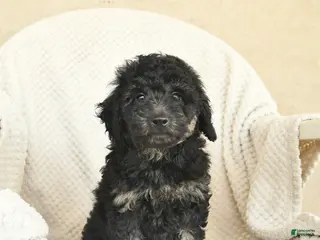 Miniature Poodle dogs for sale: Bingo - Ad 2