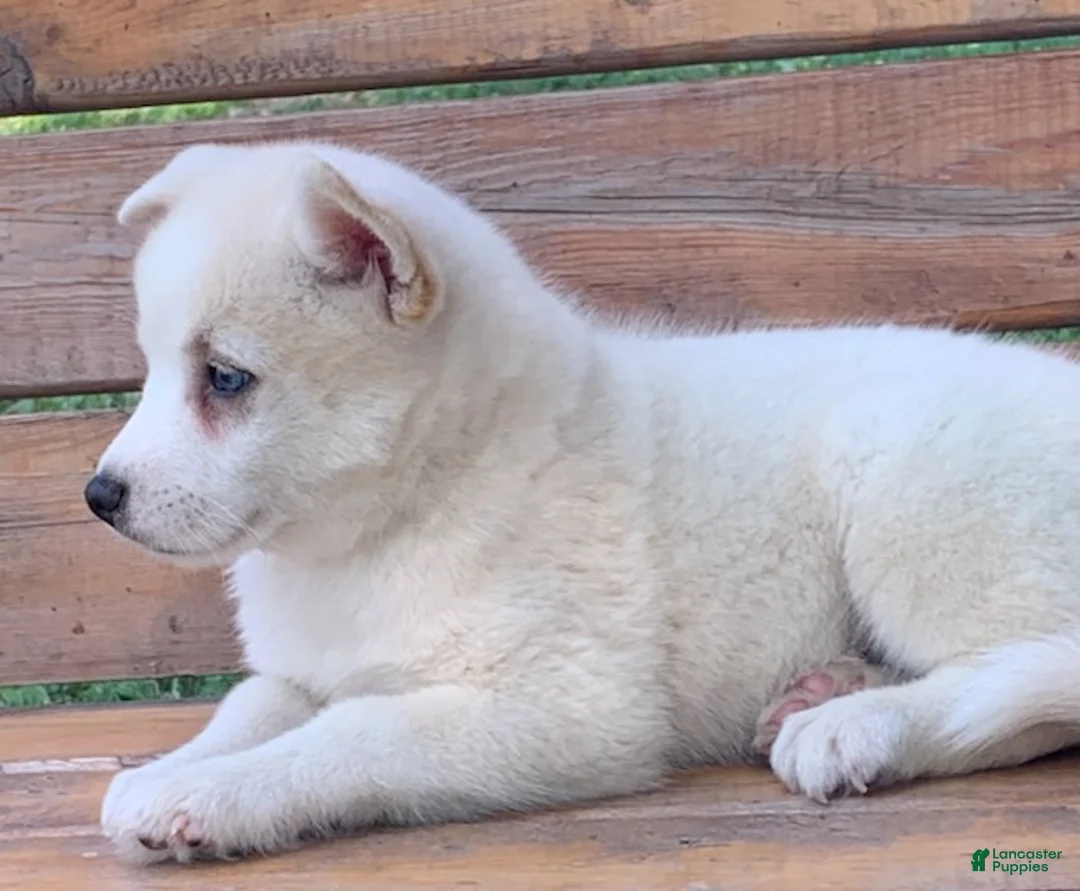 Alaskan Husky dogs for sale: Samson - Ad 11