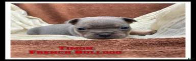 Timon