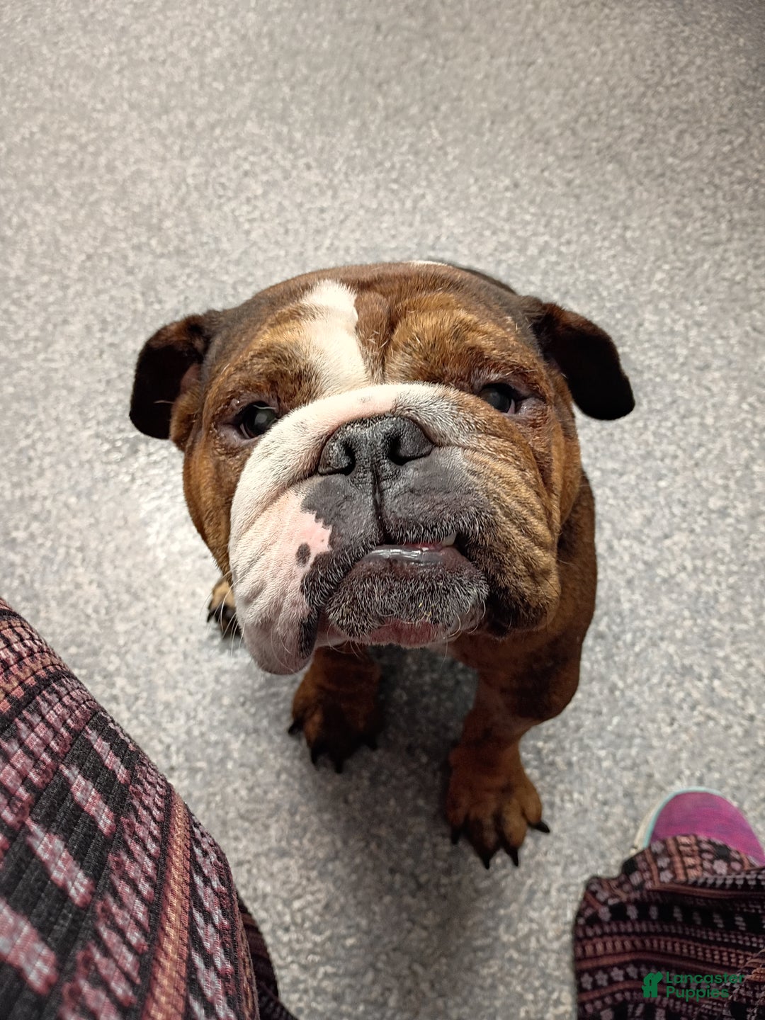 English Bulldog dogs for sale: Mila - Ad 2