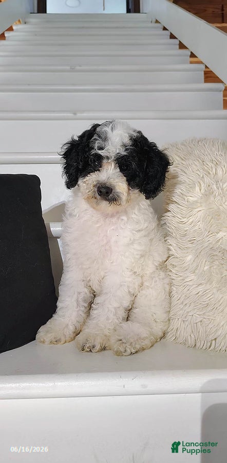 Miniature Poodle dogs Bingo - Ad 1