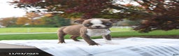 Boston Terrier dogs for sale: Paris - Ad 5