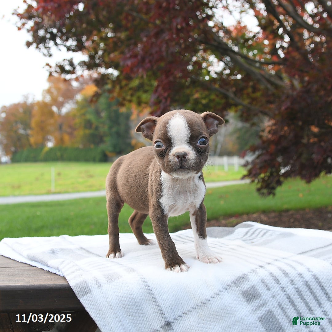 Boston Terrier dogs for sale: Paris - Ad 5