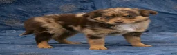 Chihuahua dogs for sale: Hudson - Ad 2