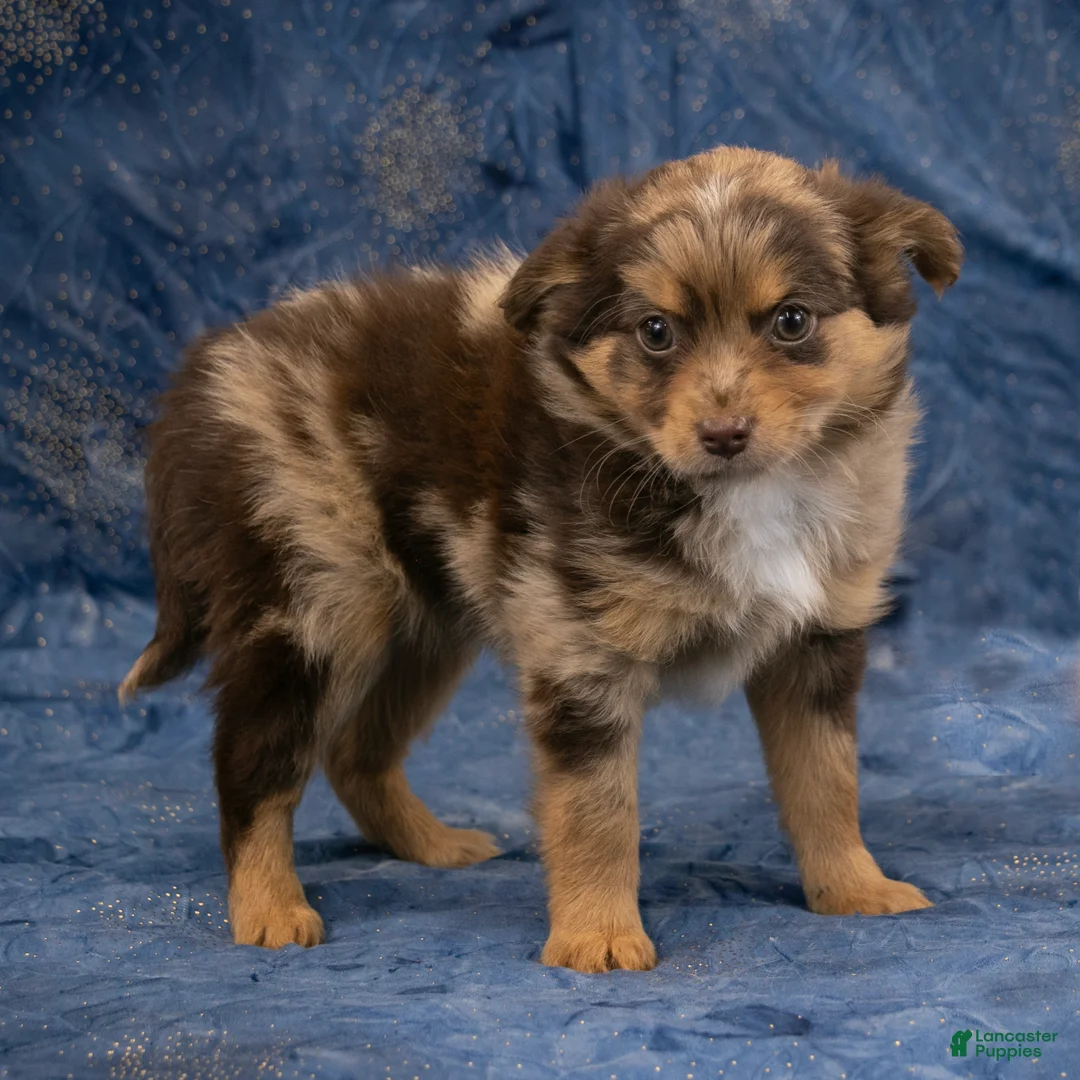 Chihuahua dogs for sale: Hudson - Ad 2