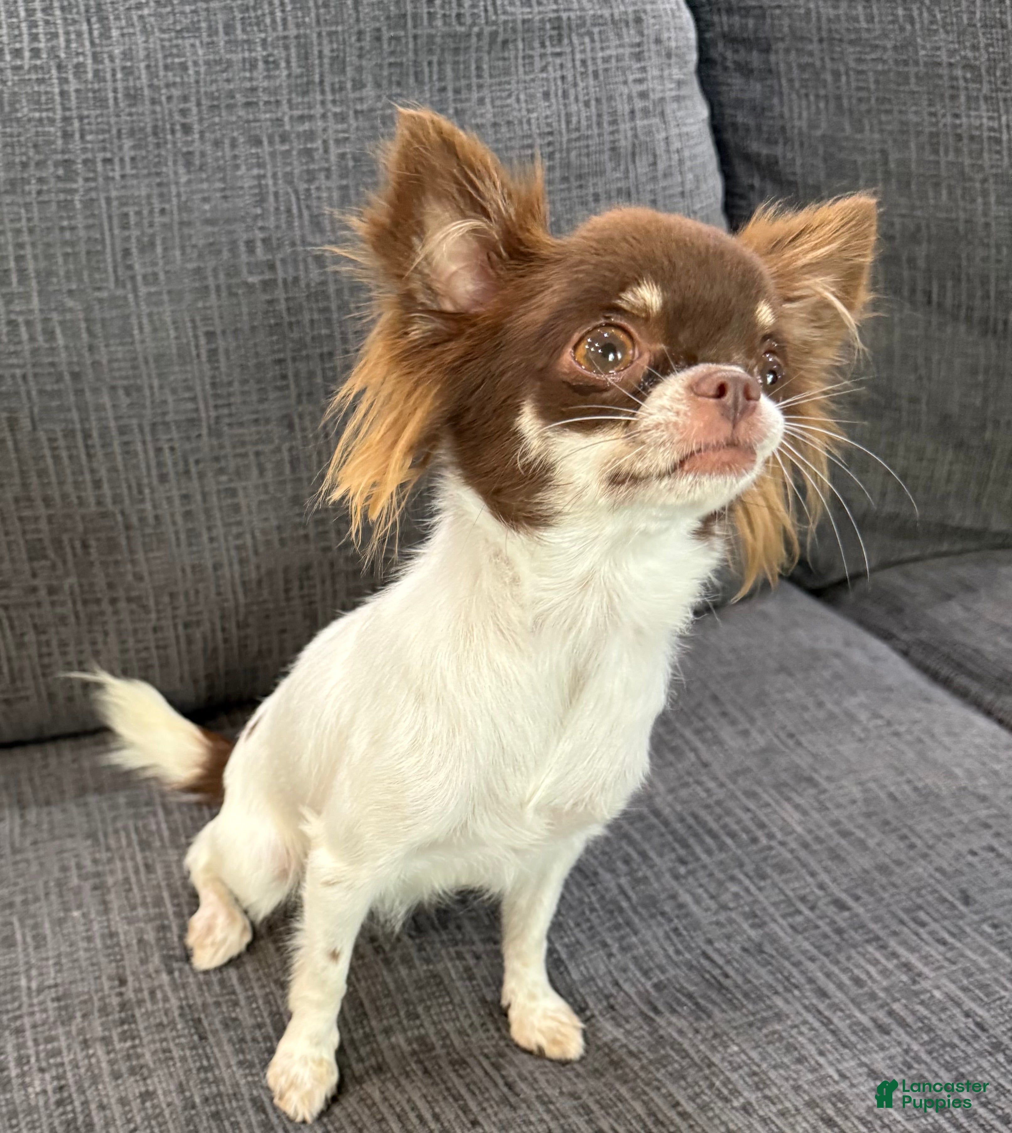 Chihuahua dogs for sale: Isla Teacup - Ad 2