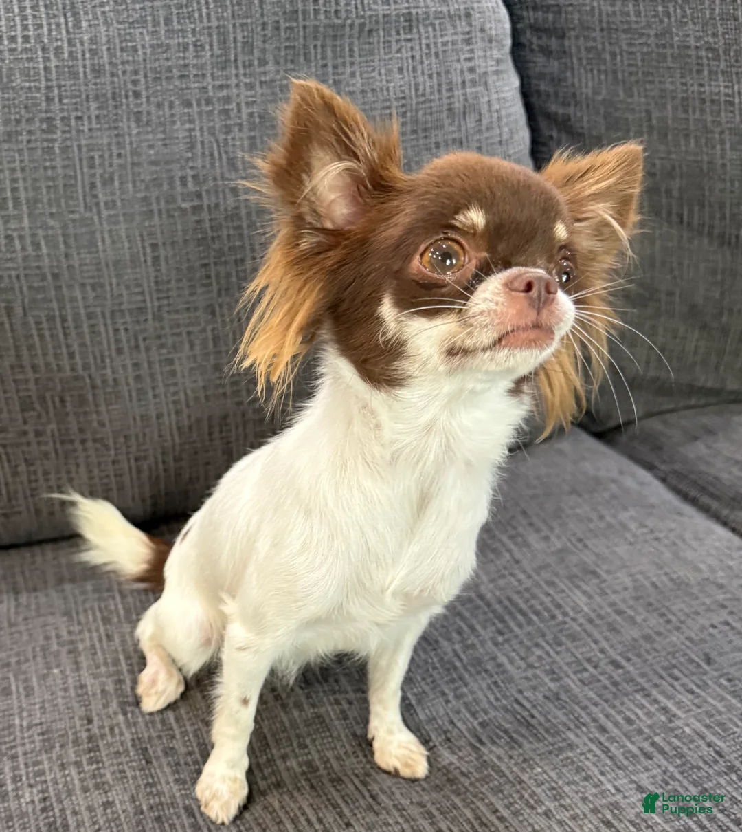 Chihuahua dogs for sale: Isla Teacup - Ad 2