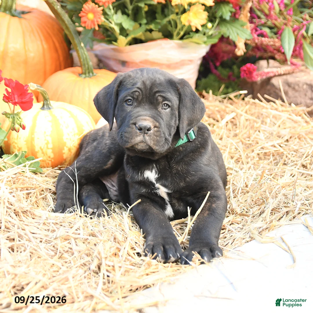 Cane Corso dogs for sale: Duke - Ad 3