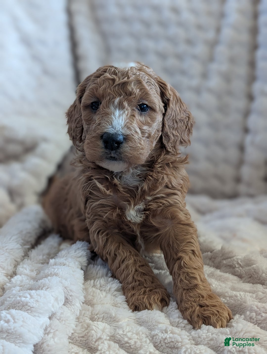 Mini Goldendoodle dogs for sale: Mini Goldendoodle Puppy 3 - Ad 1