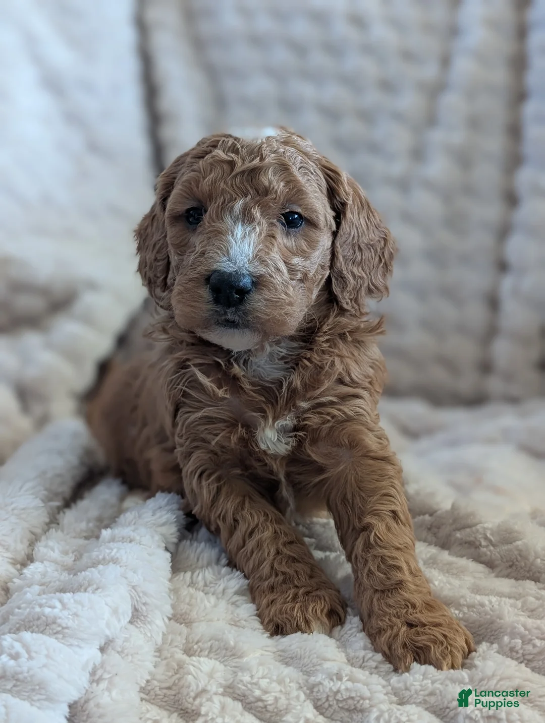 Mini Goldendoodle dogs for sale: Mini Goldendoodle Puppy 3 - Ad 1
