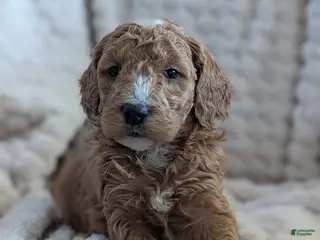 Mini Goldendoodle dogs Mini Goldendoodle Puppy 3 - Ad 24