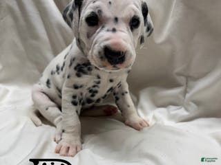 Dalmatian dogs Ophelia - Ad 24