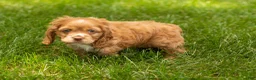 Cocker Spaniel dogs for sale: Oliver  - Ad 4