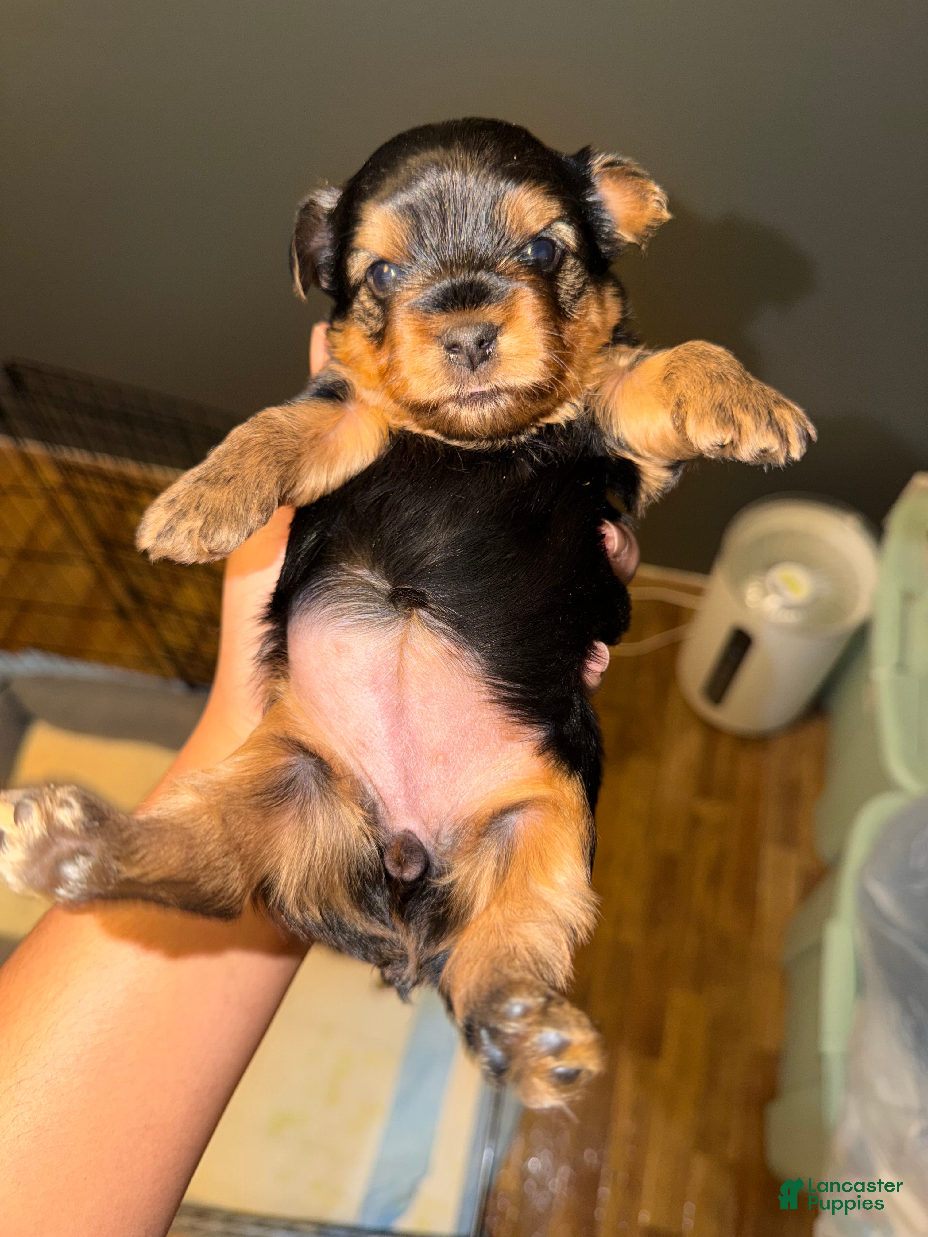 Yorkshire Terrier dogs Yorkshire Terrier Puppy 1 - Ad 1